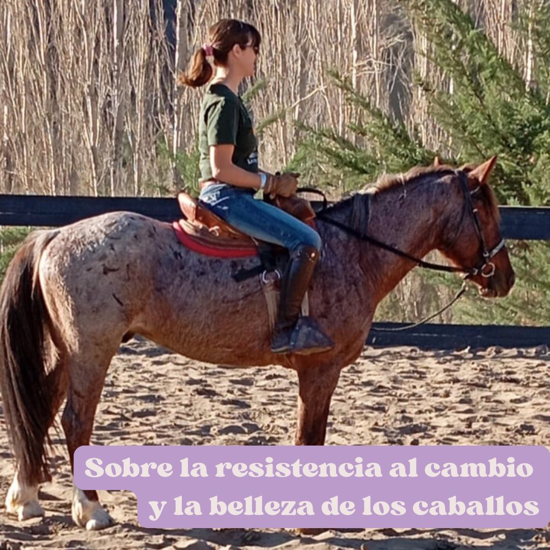 Evolución y cambio: mi experiencia en los últimos años trabajando con caballos y deporte.
