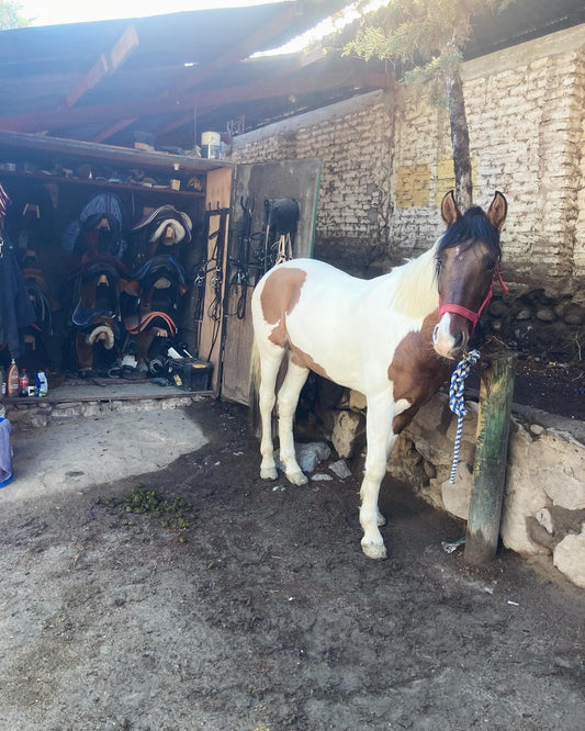 La importancia del lenguaje: cómo hablamos de los caballos.